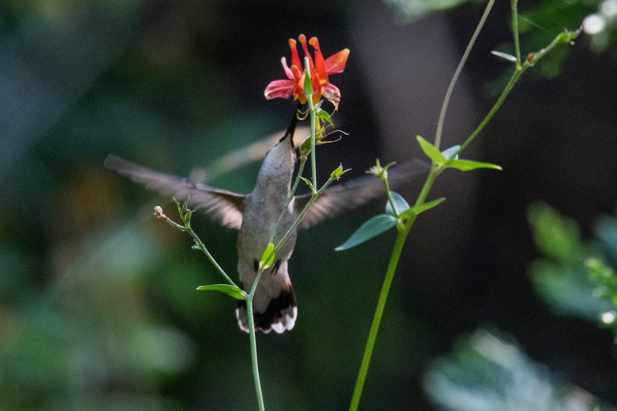 Black-chinned Hummingbird - ML604876541