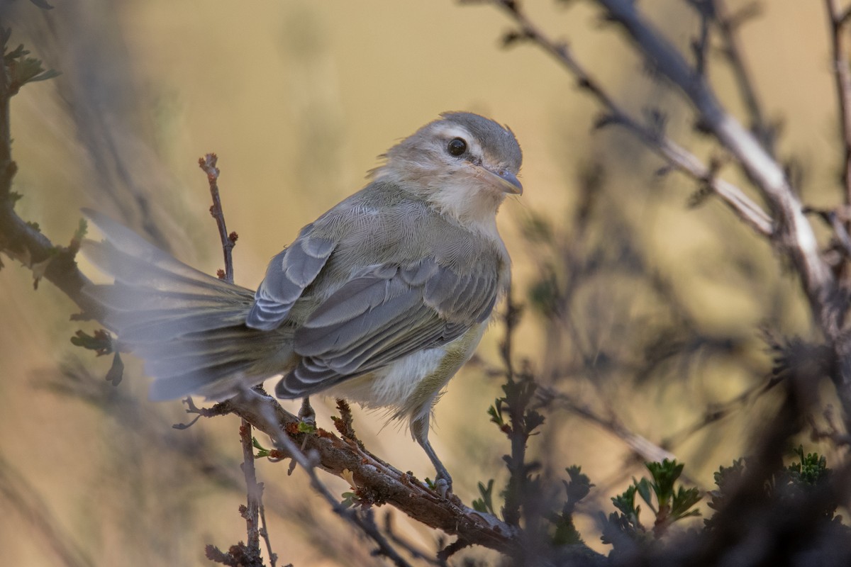 Warbling Vireo - ML604876921