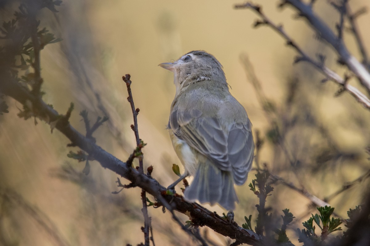 Warbling Vireo - ML604876931