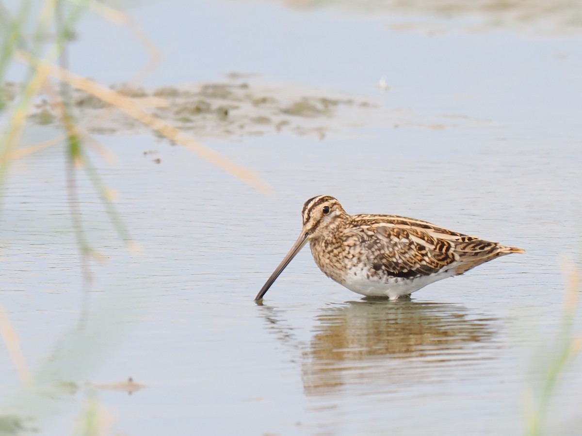 Common Snipe - Paweł Łabaj