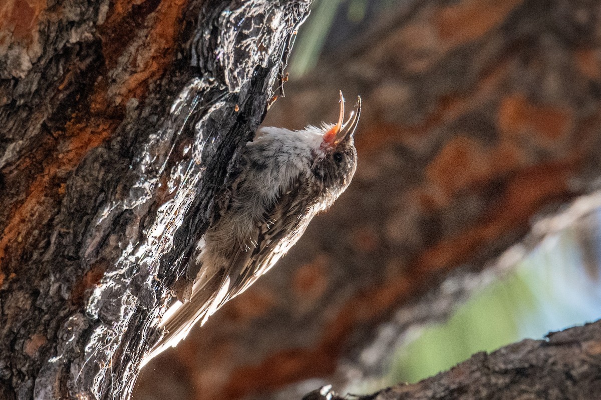 Brown Creeper - ML604877481