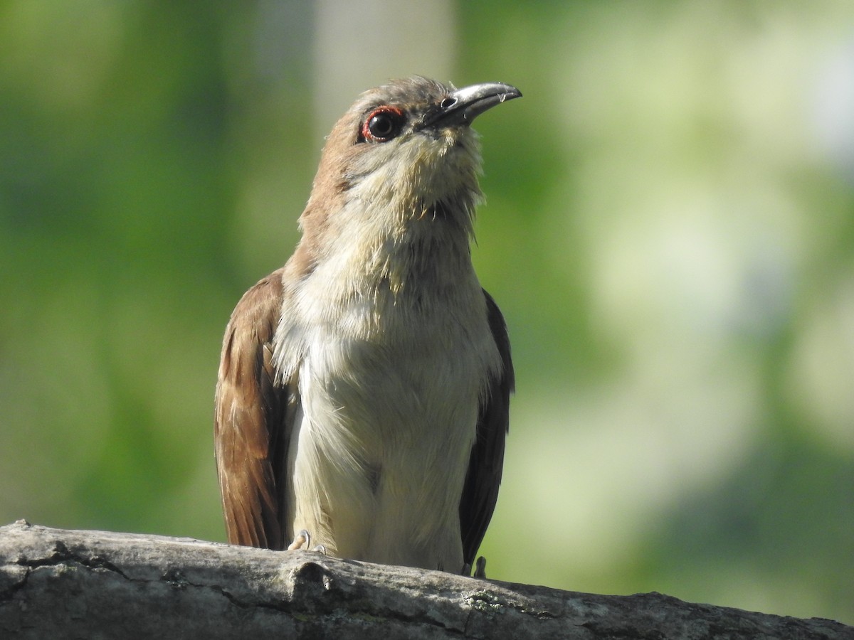 Black-billed Cuckoo - ML604878011