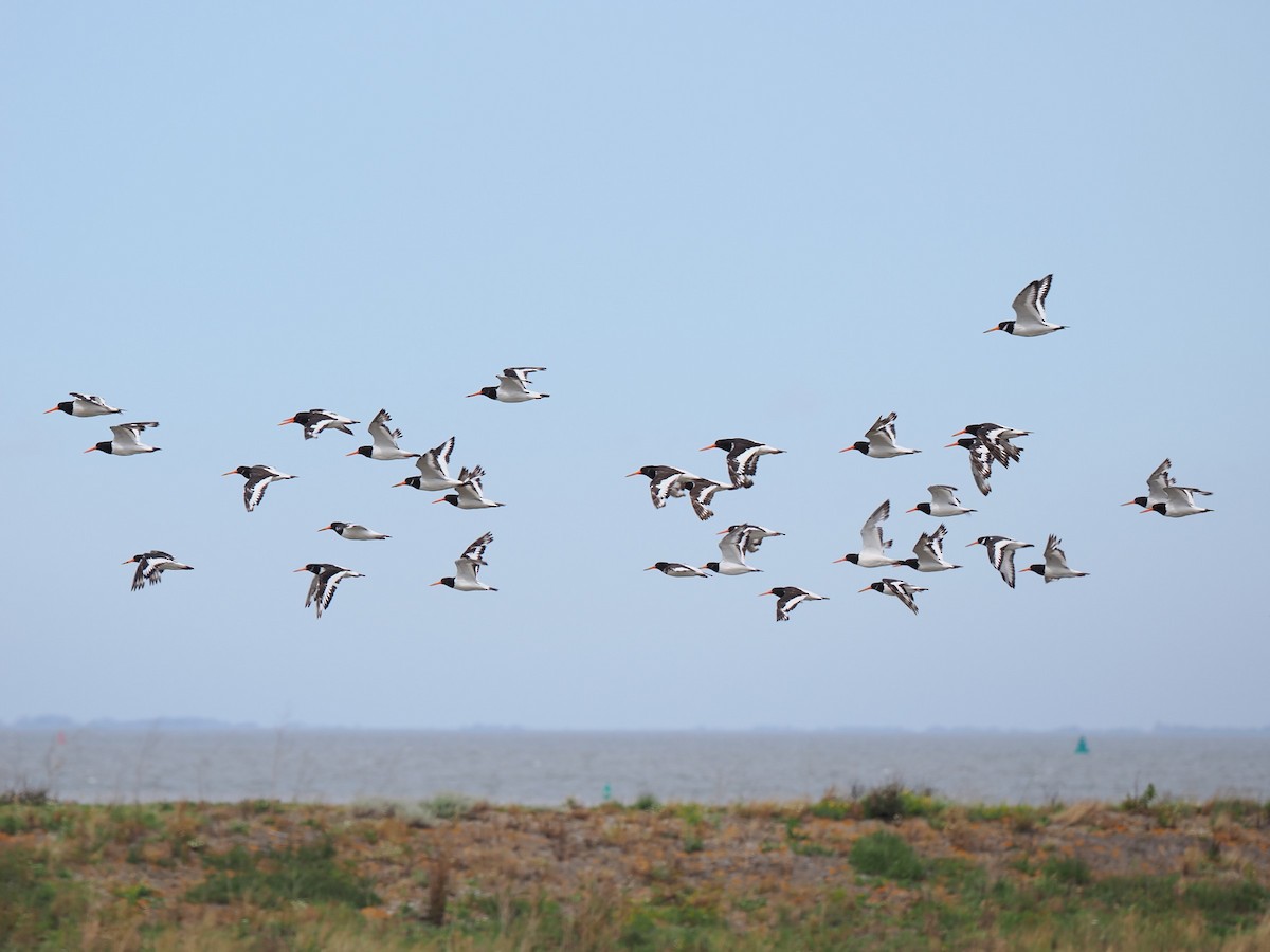 Eurasian Oystercatcher - ML604878141