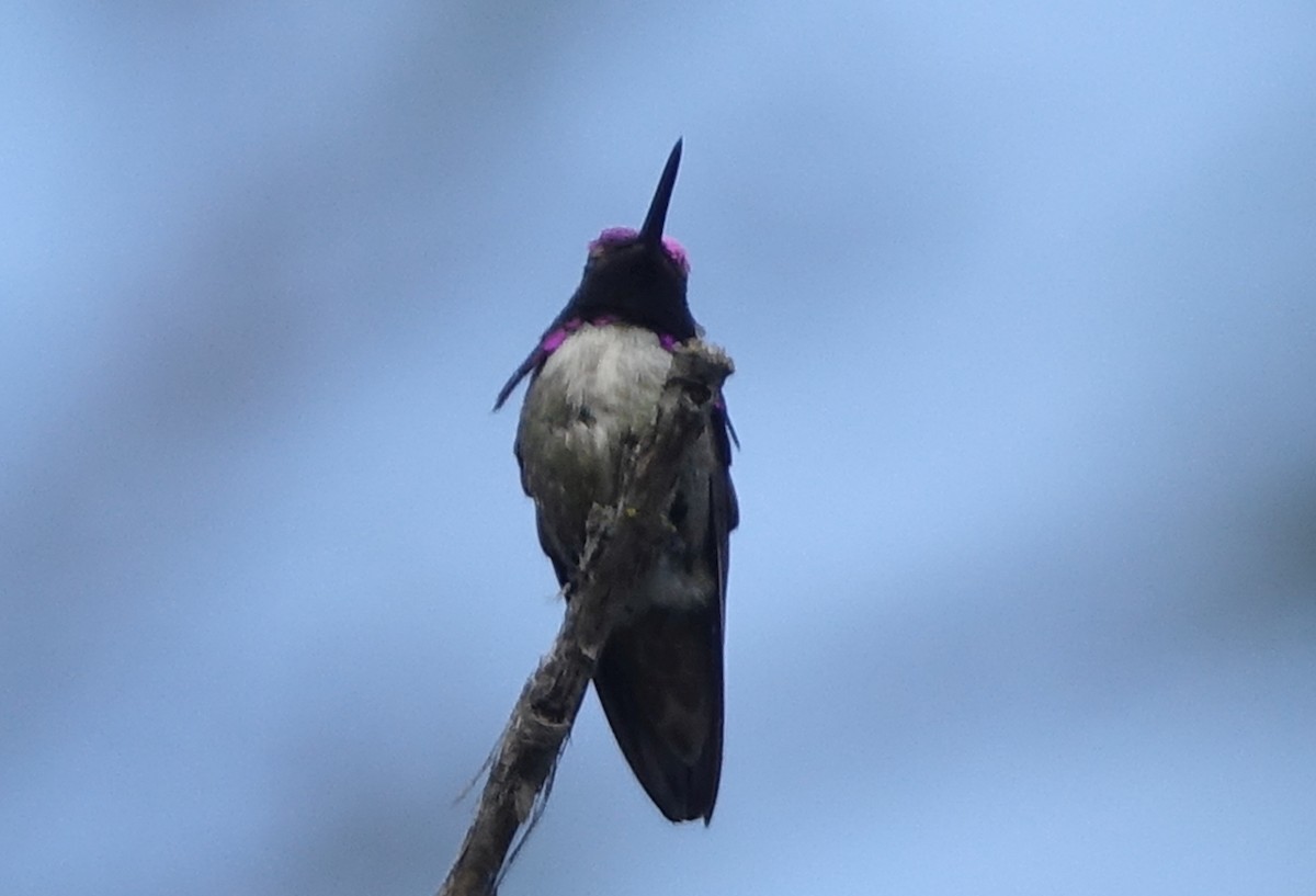 Costa's Hummingbird - ML60487871