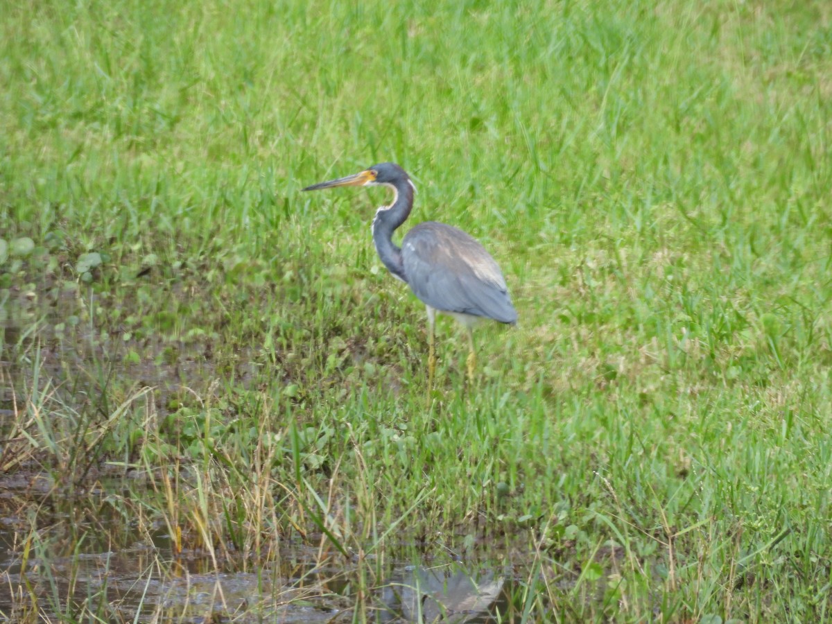 Tricolored Heron - ML604879411