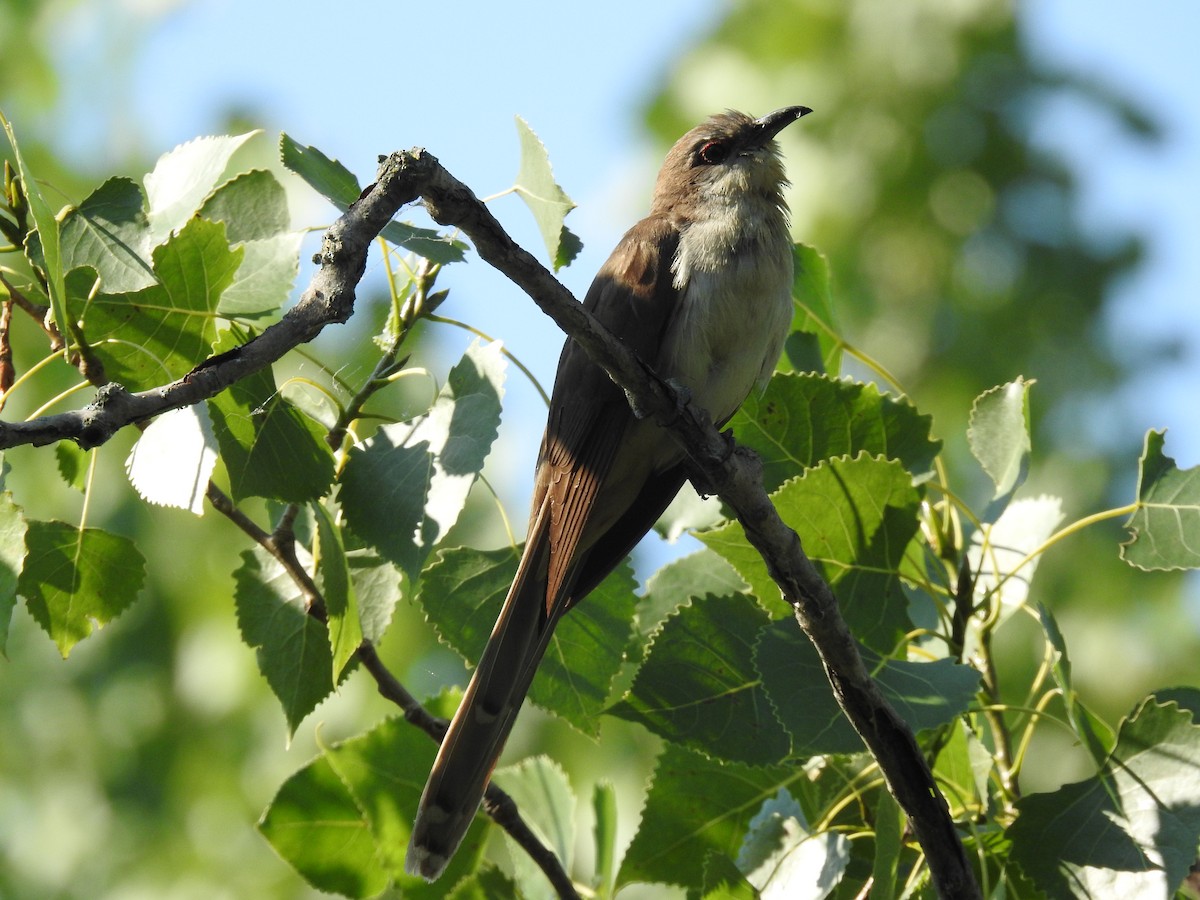 Black-billed Cuckoo - ML604879521