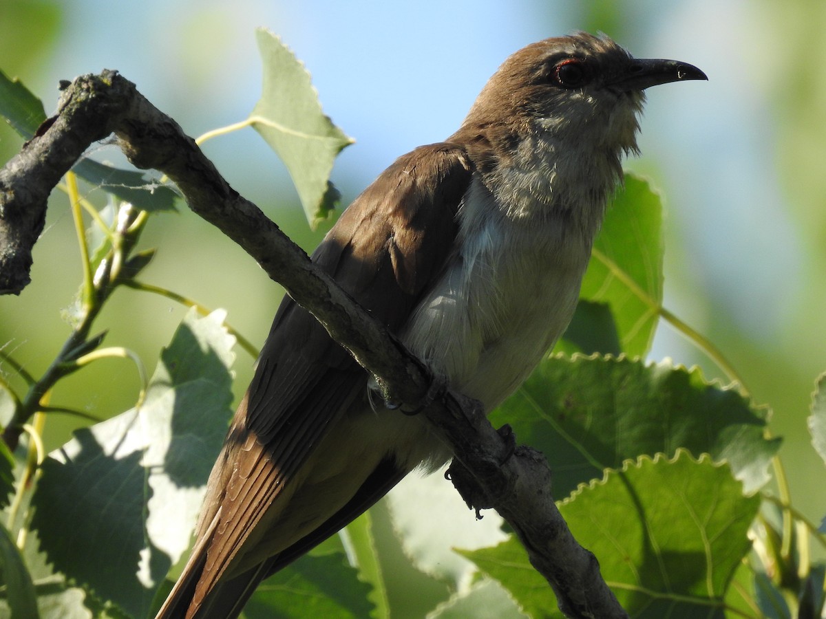 Black-billed Cuckoo - ML604879531