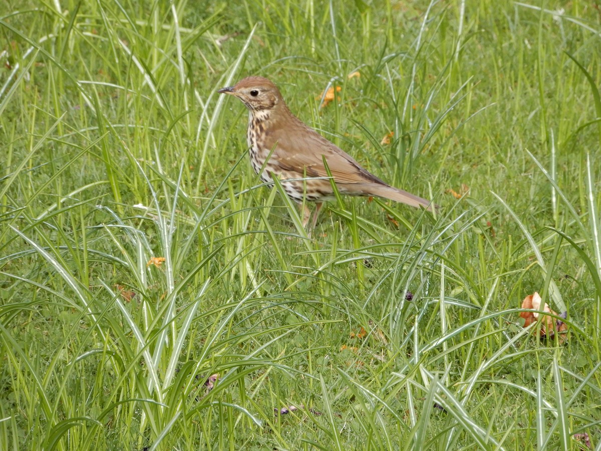 Song Thrush - Claire Miller