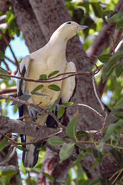 Pied Imperial-Pigeon - ML604879971