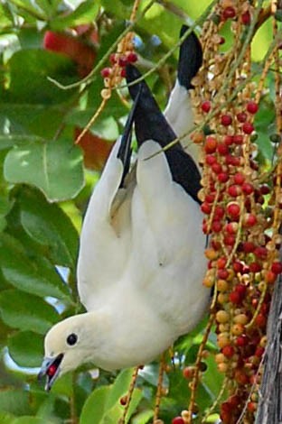 Pied Imperial-Pigeon - ML604879981