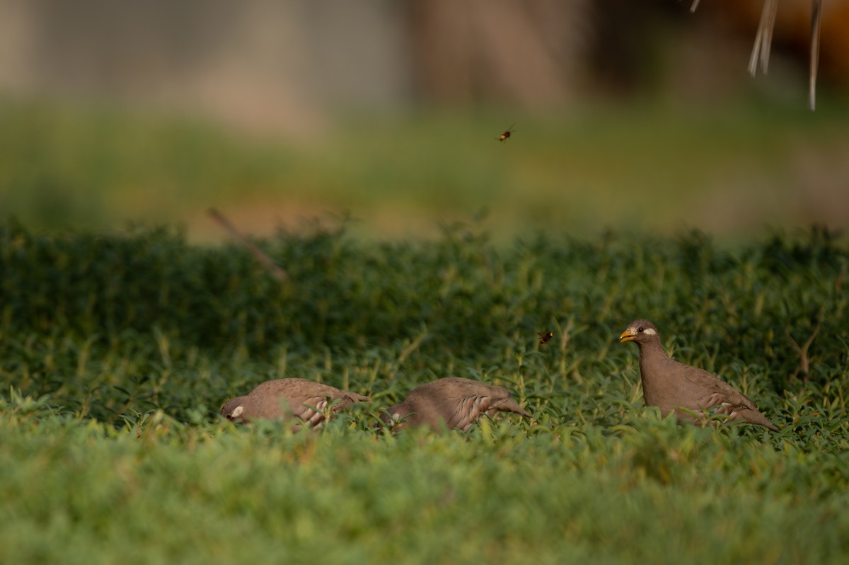 Sand Partridge - Salma Al Suwaidi