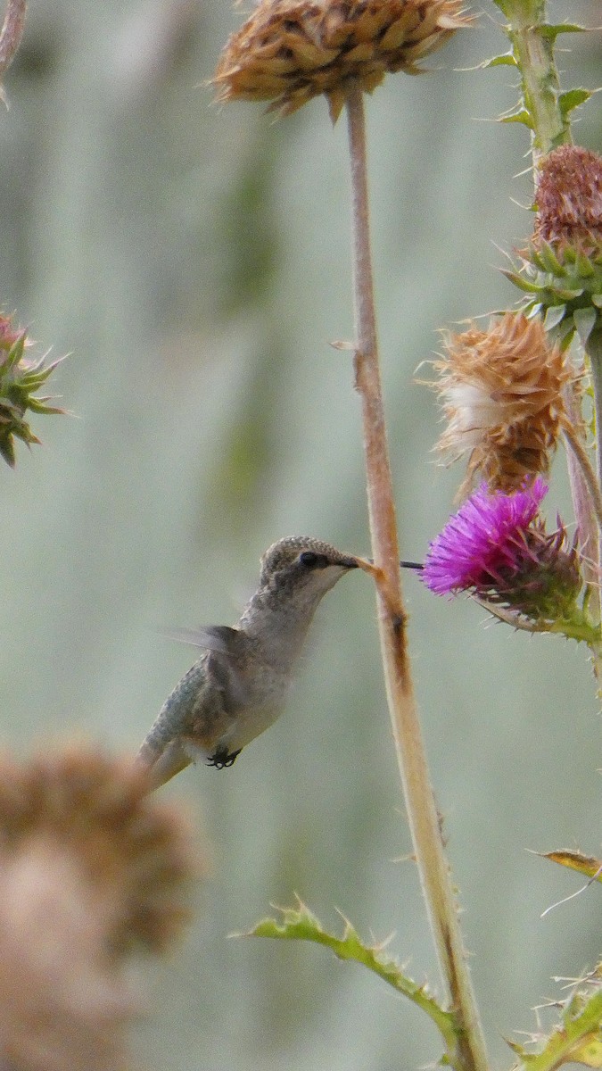 Black-chinned Hummingbird - Cohen Reno