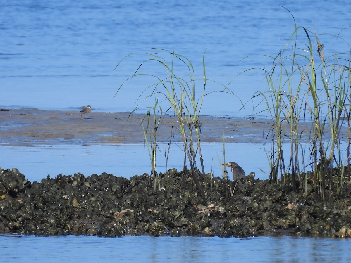 Green Heron - John  Paalvast