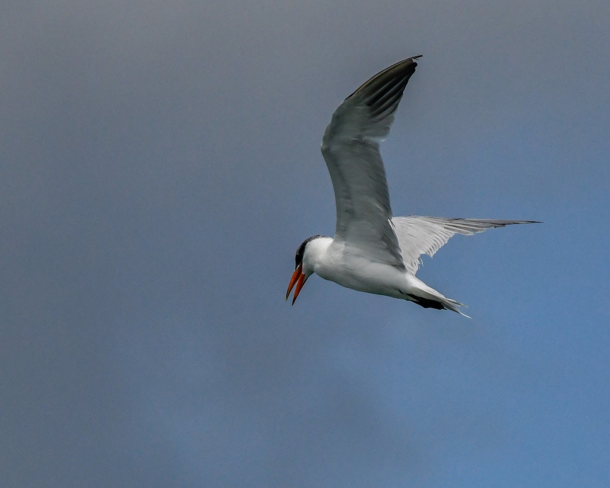 Caspian Tern - ML604883151