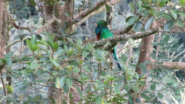 Quetzal resplendissant - ML604883241