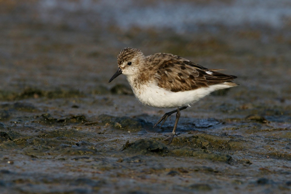 Semipalmated Sandpiper - ML604885171