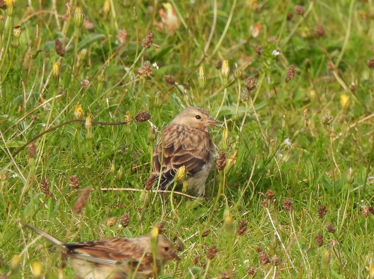 Eurasian Linnet - ML604885501