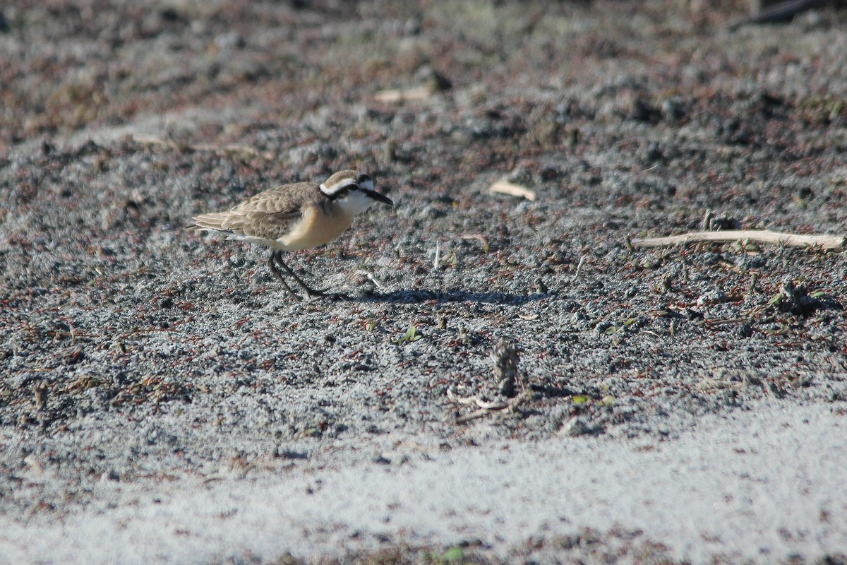 Kittlitz's Plover - ML604885561