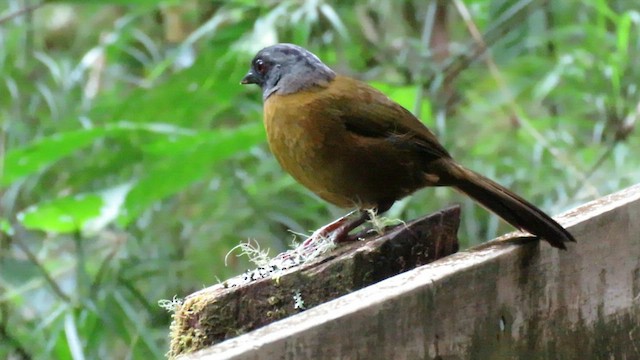 Large-footed Finch - ML604887821