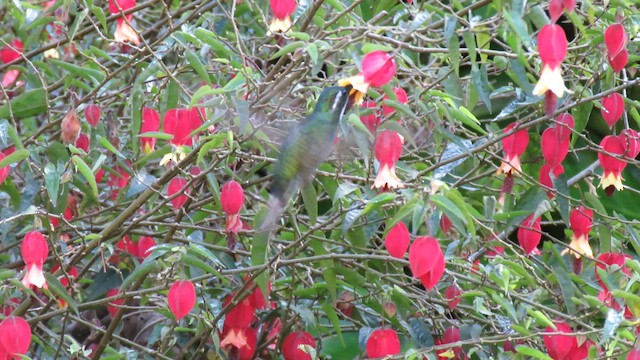 kolibřík pokřovní - ML604889761