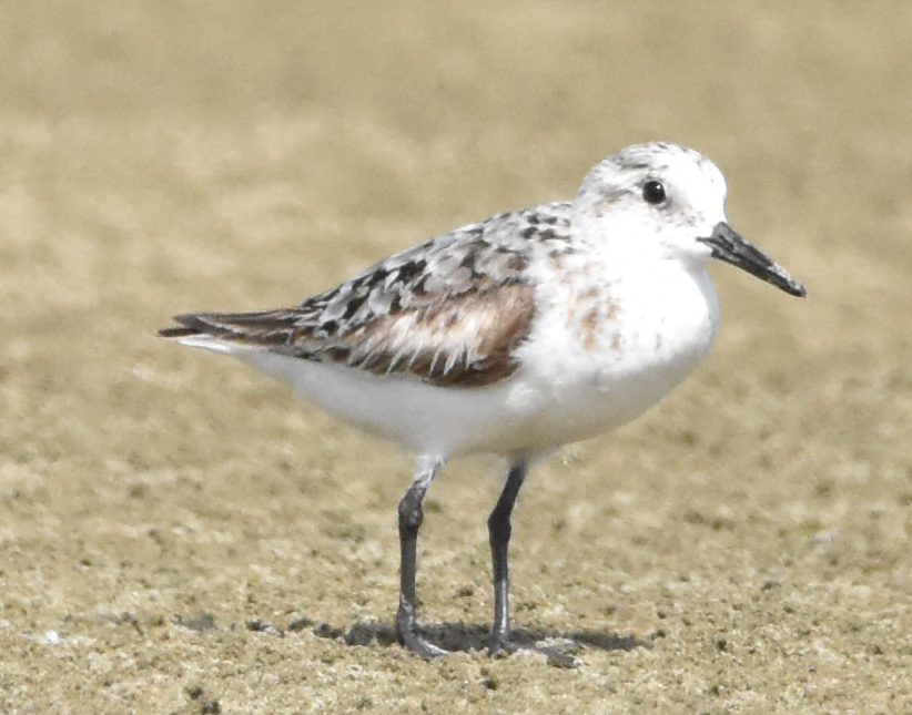 Sanderling - ML604890761