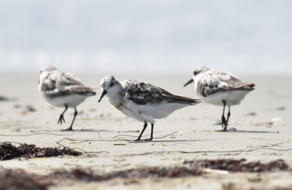 Sanderling - ML604890771