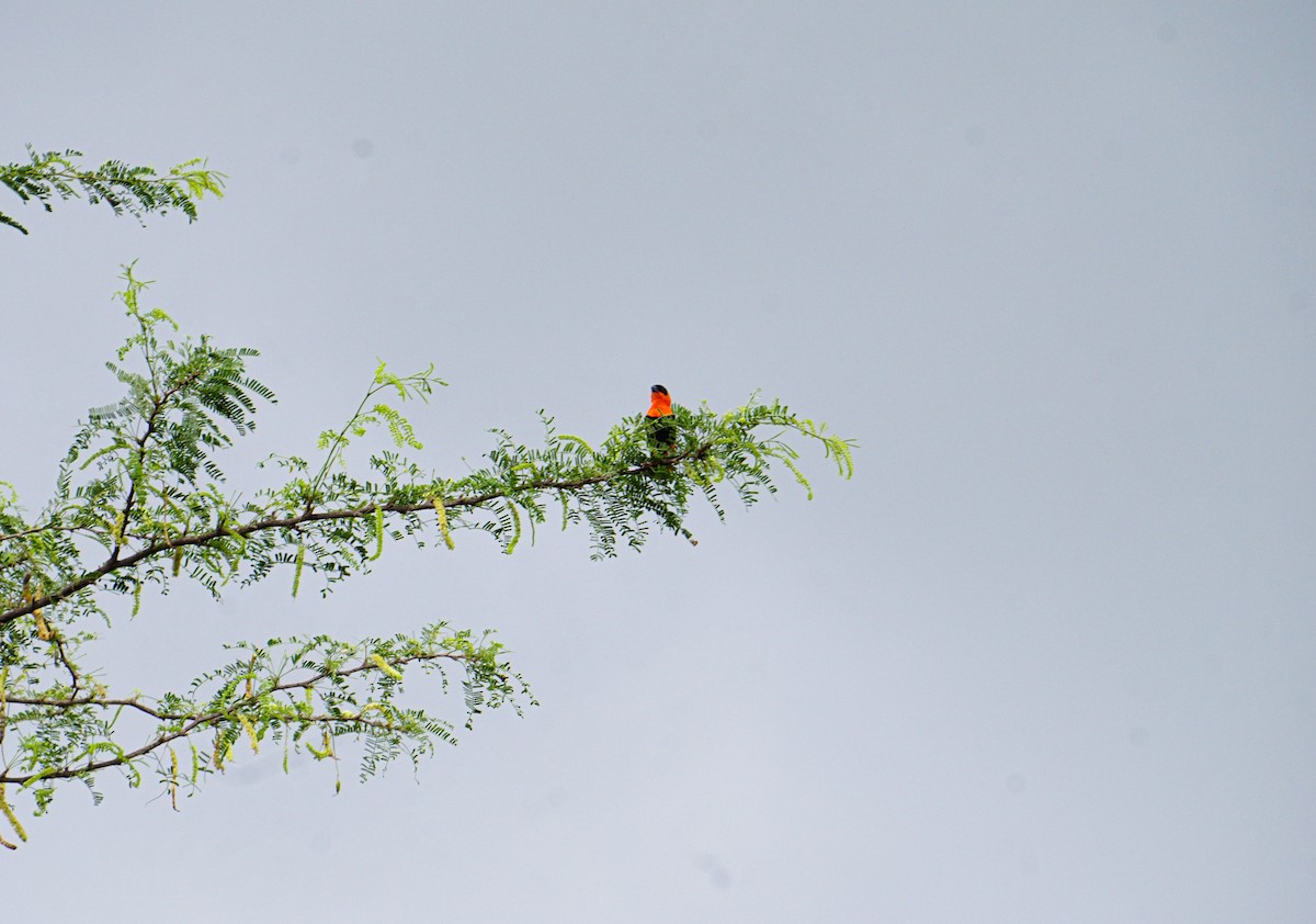 Northern Red Bishop - ML604890901