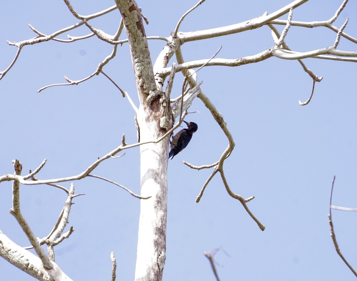 Puerto Rican Woodpecker - Amanda Prieto