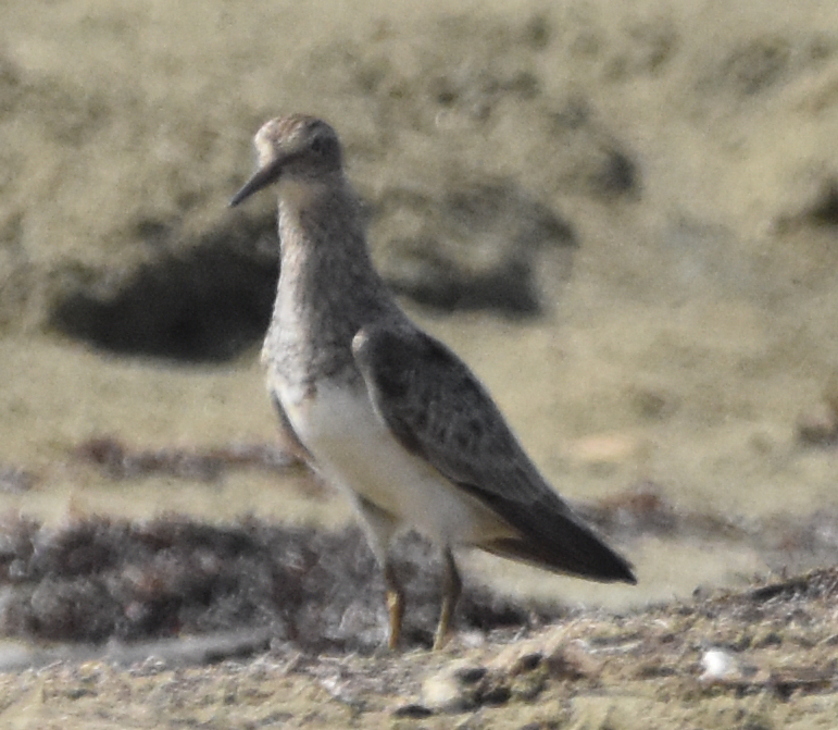 Pectoral Sandpiper - ML604891521