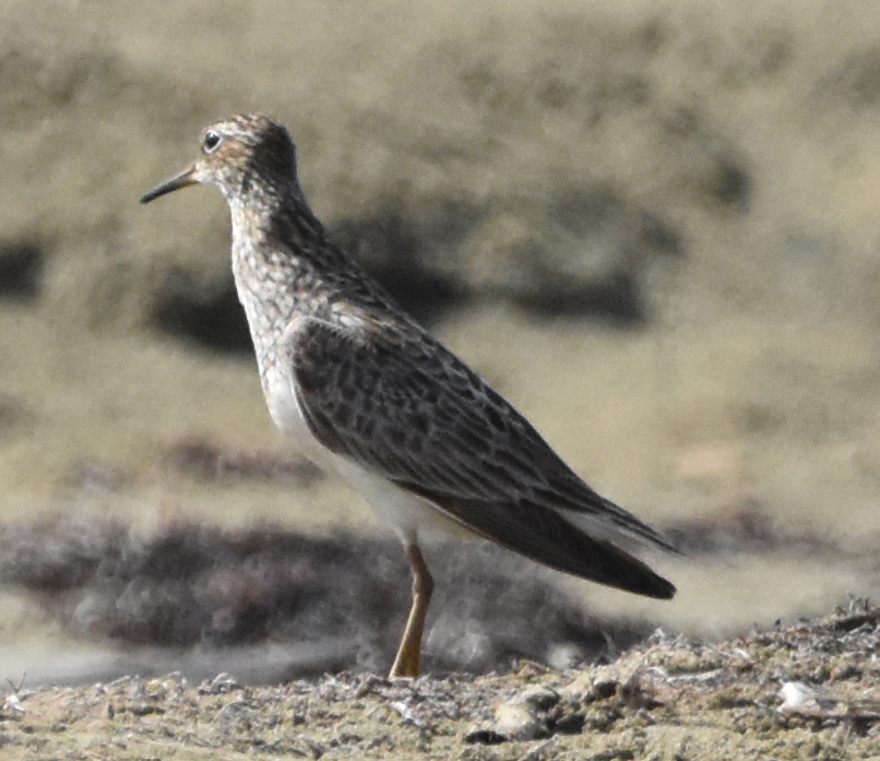 Pectoral Sandpiper - ML604891531