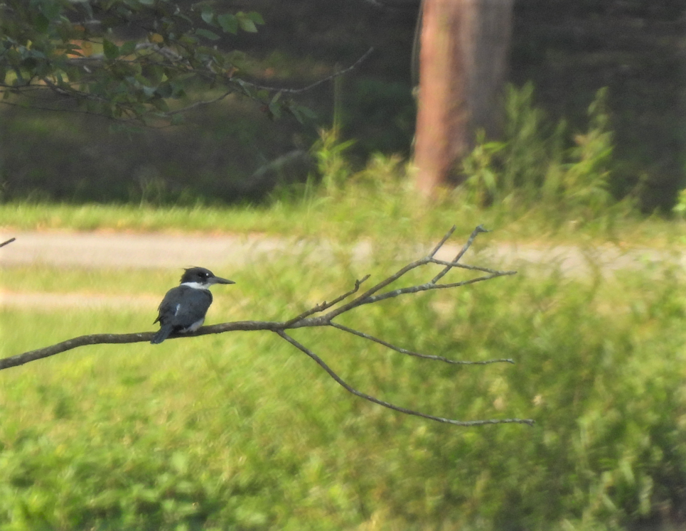 Belted Kingfisher - ML604891711