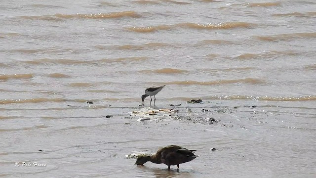 Common Greenshank - ML604891781