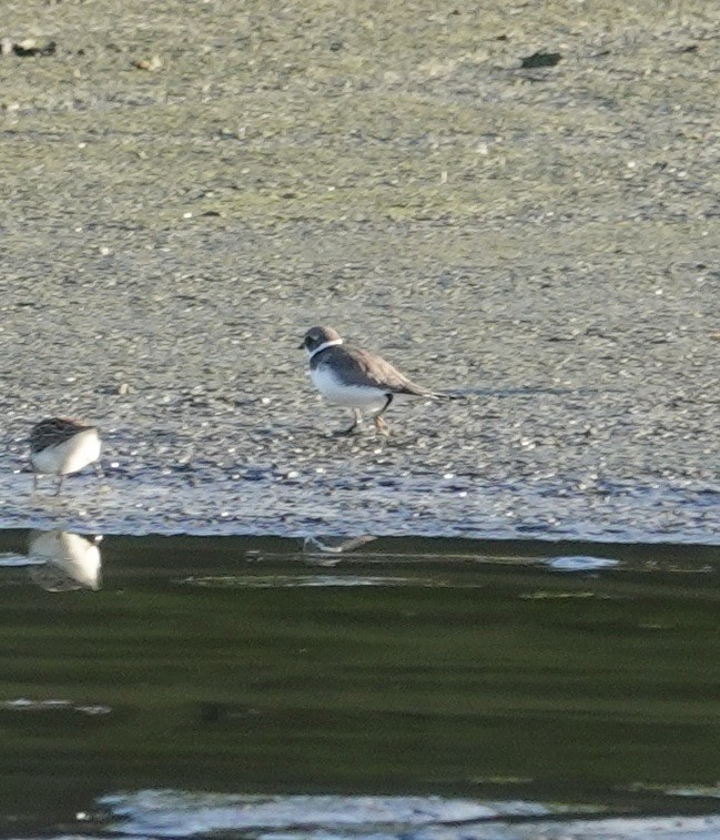 Semipalmated Plover - ML604892081