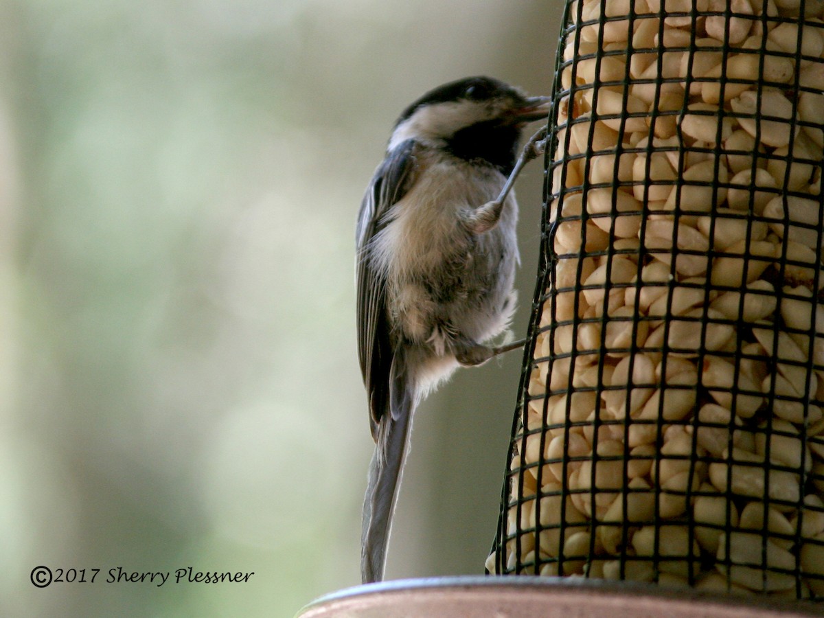 Black-capped Chickadee - ML60489221