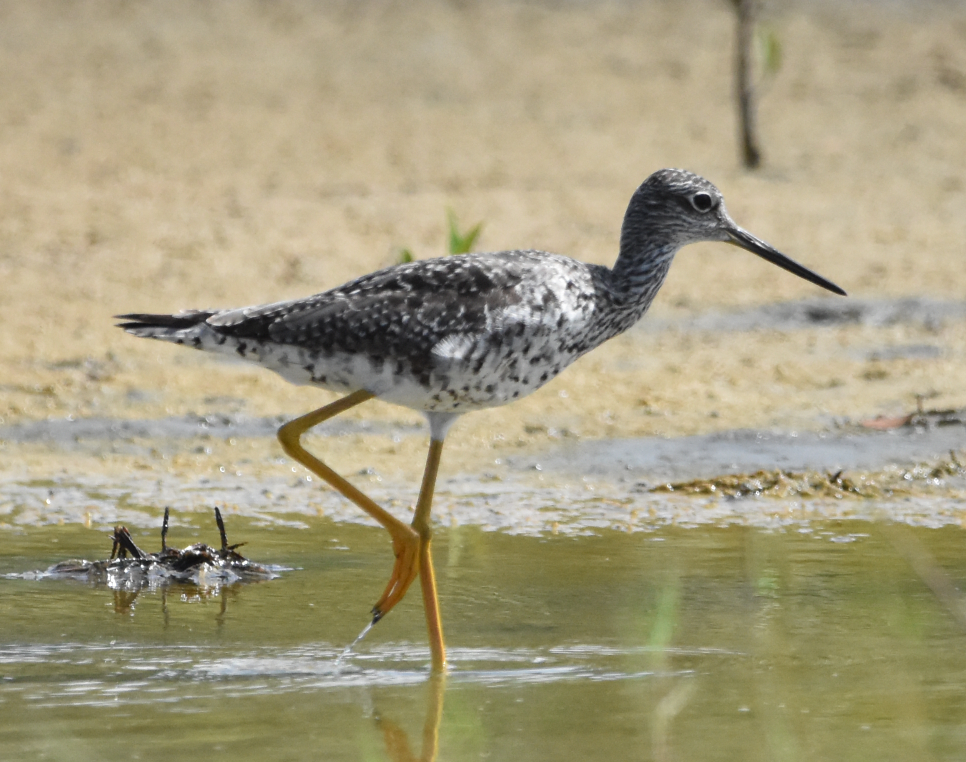 Greater Yellowlegs - ML604892571