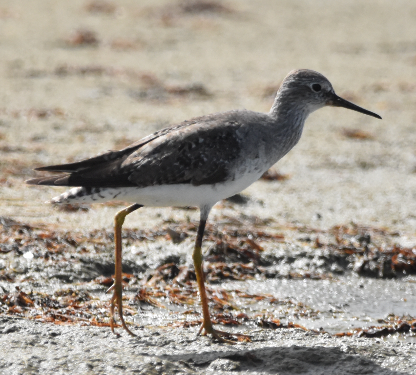 Lesser Yellowlegs - ML604892771