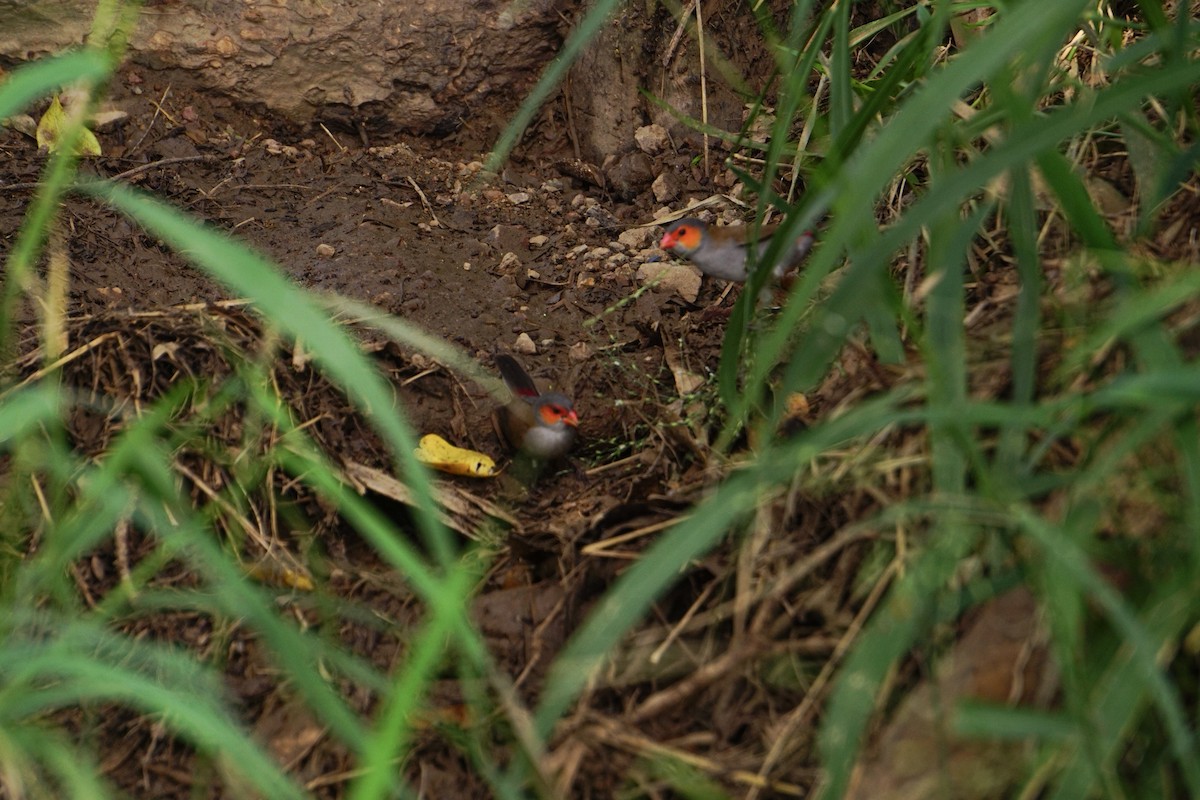 Orange-cheeked Waxbill - Amanda Prieto