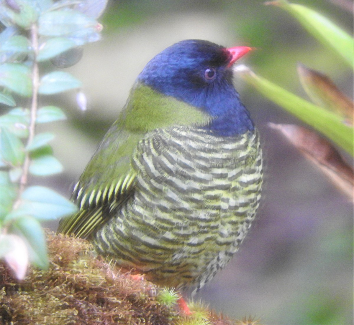 Barred Fruiteater - Mark Meunier