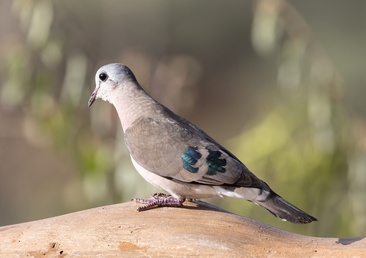 Emerald-spotted Wood-Dove - Lynette Spence