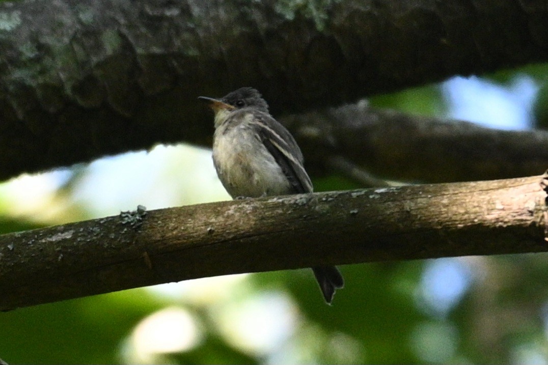Eastern Wood-Pewee - ML604895101
