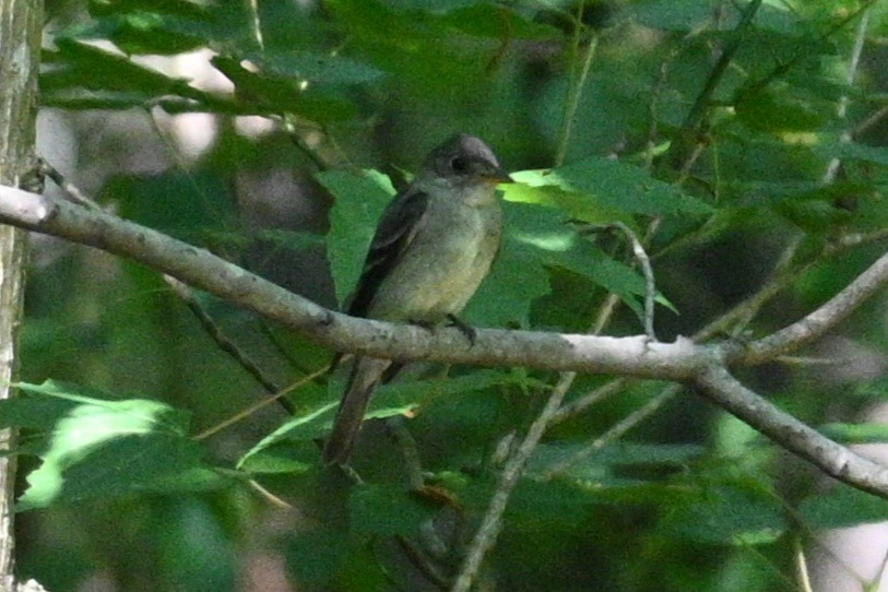 Eastern Wood-Pewee - ML604895111