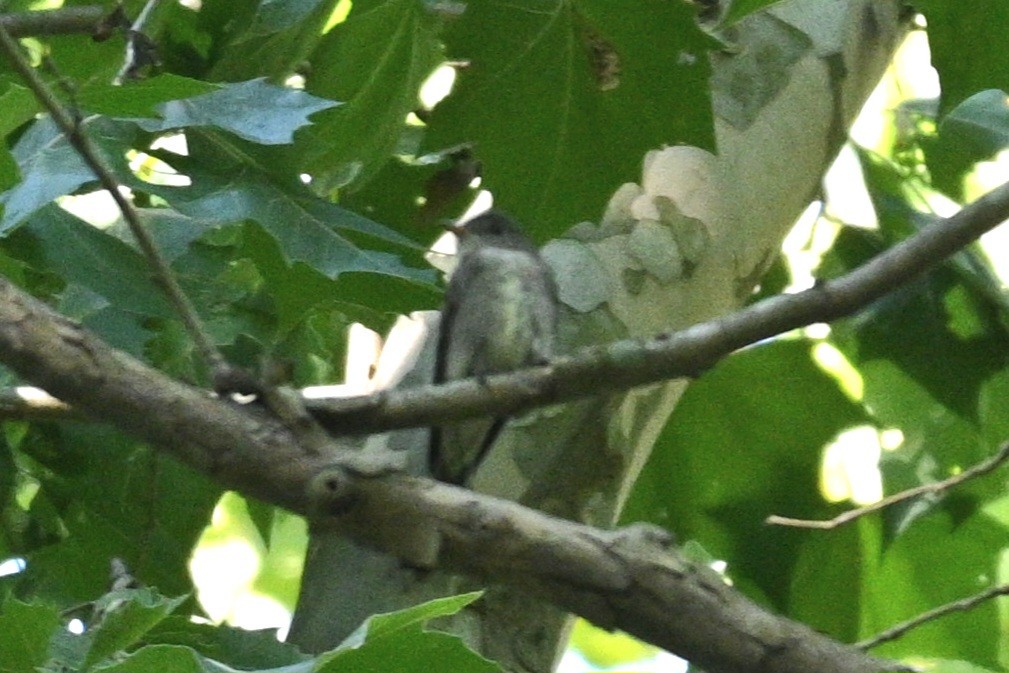 Eastern Wood-Pewee - ML604895121
