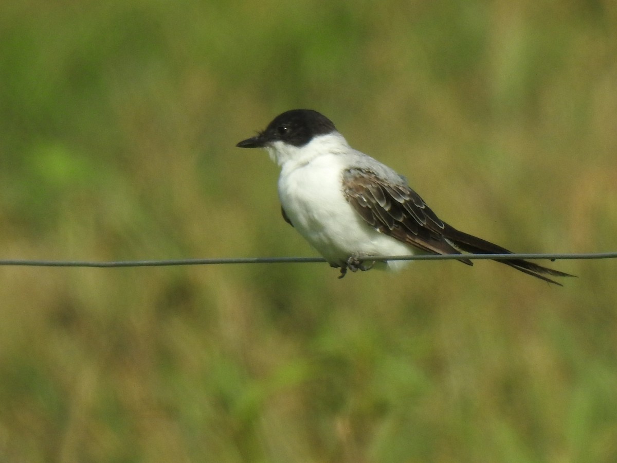 Fork-tailed Flycatcher - ML604895261