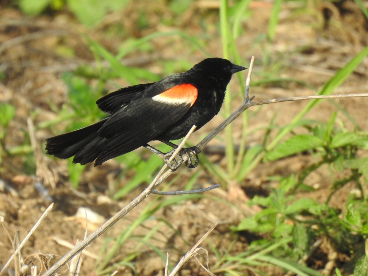 Red-winged Blackbird - ML604895441