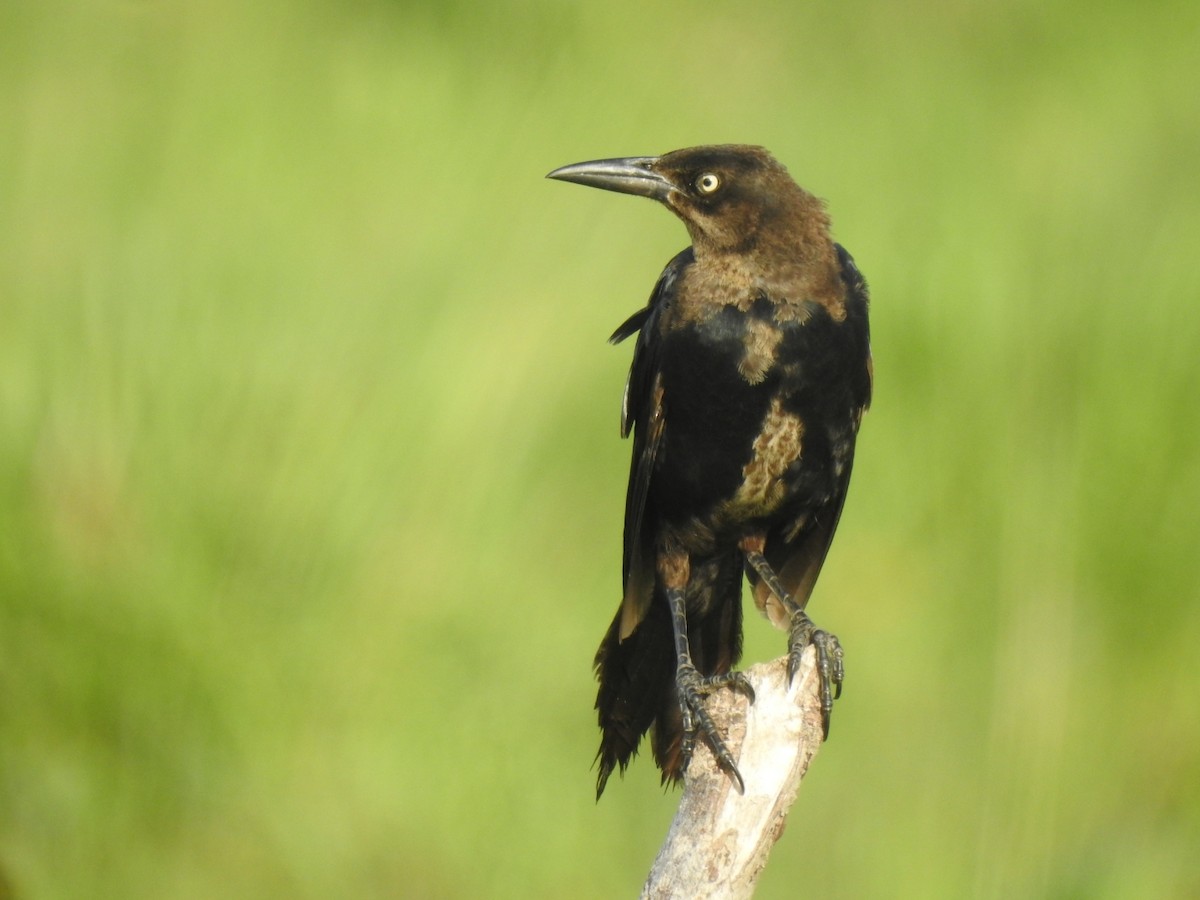 Great-tailed Grackle - ML604895471