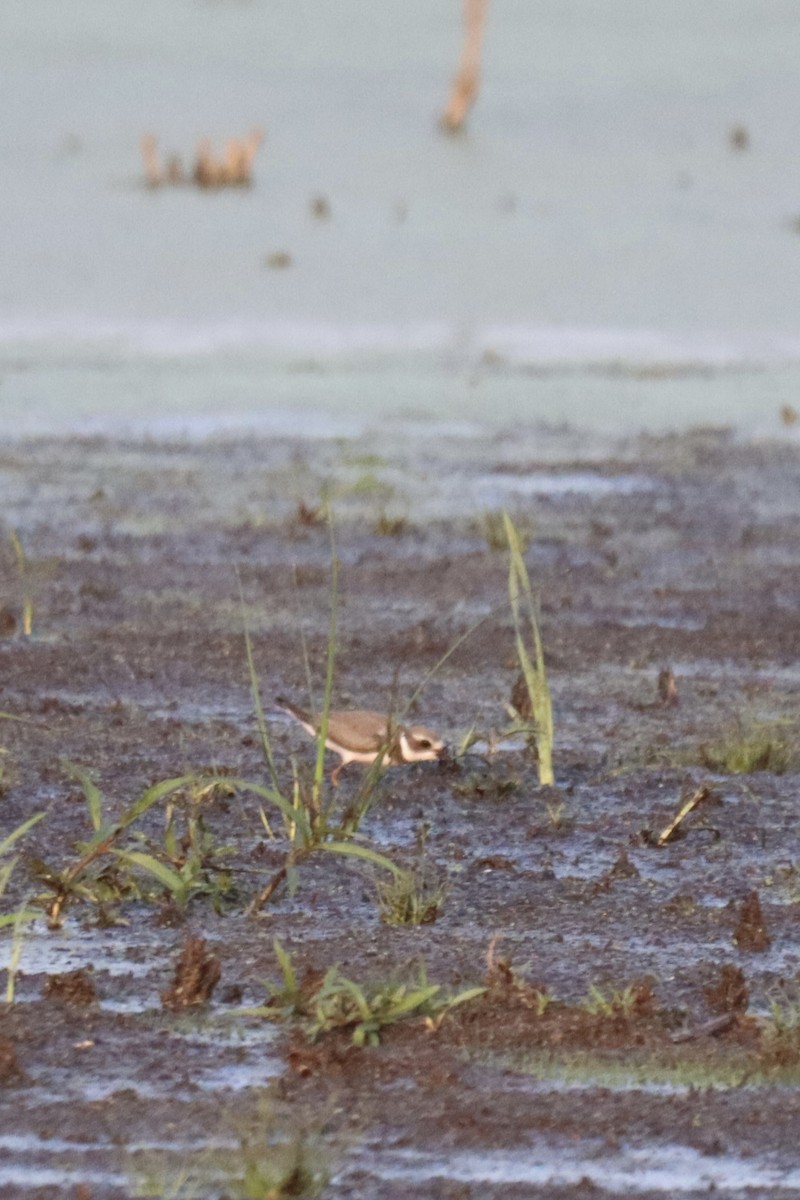 Semipalmated Plover - ML604896161