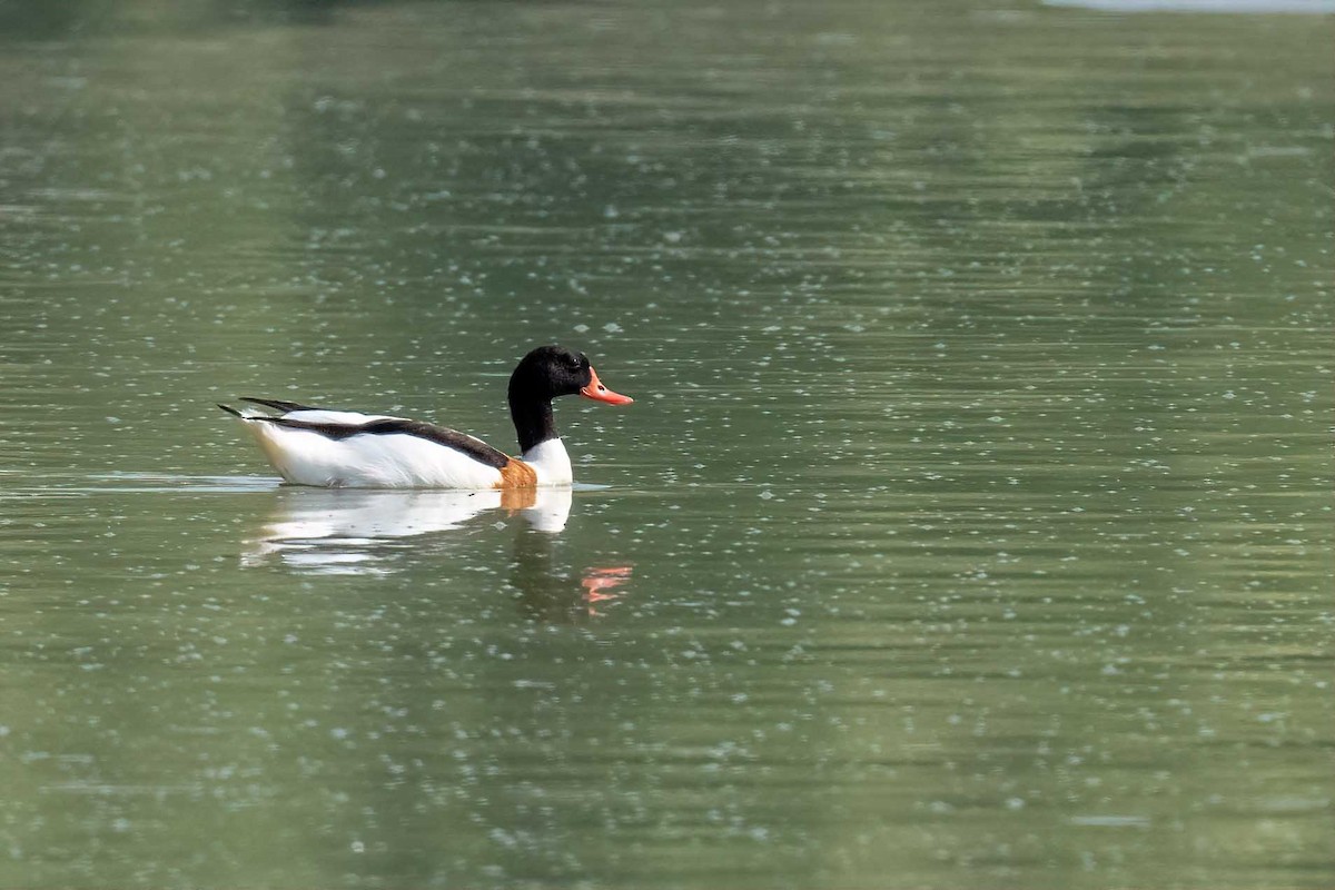 Common Shelduck - ML604896551