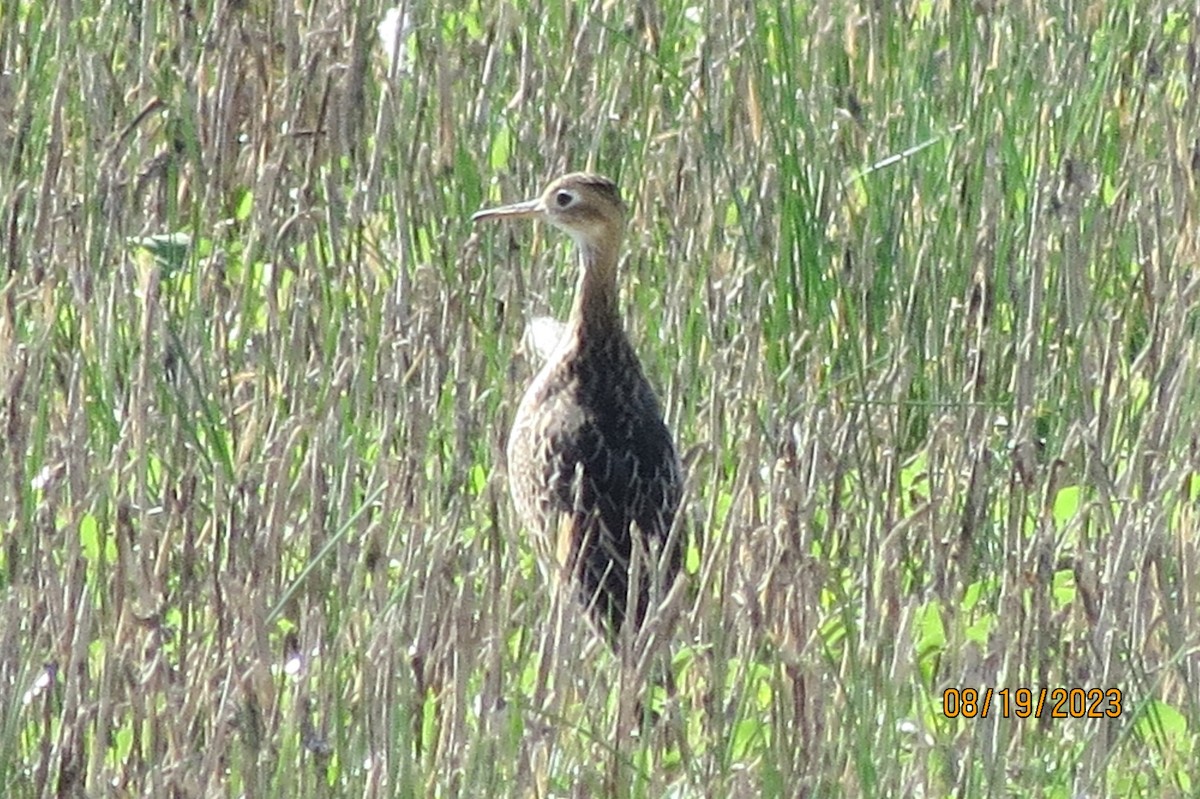 Upland Sandpiper - ML604896681