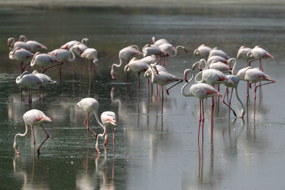 Greater Flamingo - Eren Aksoylu
