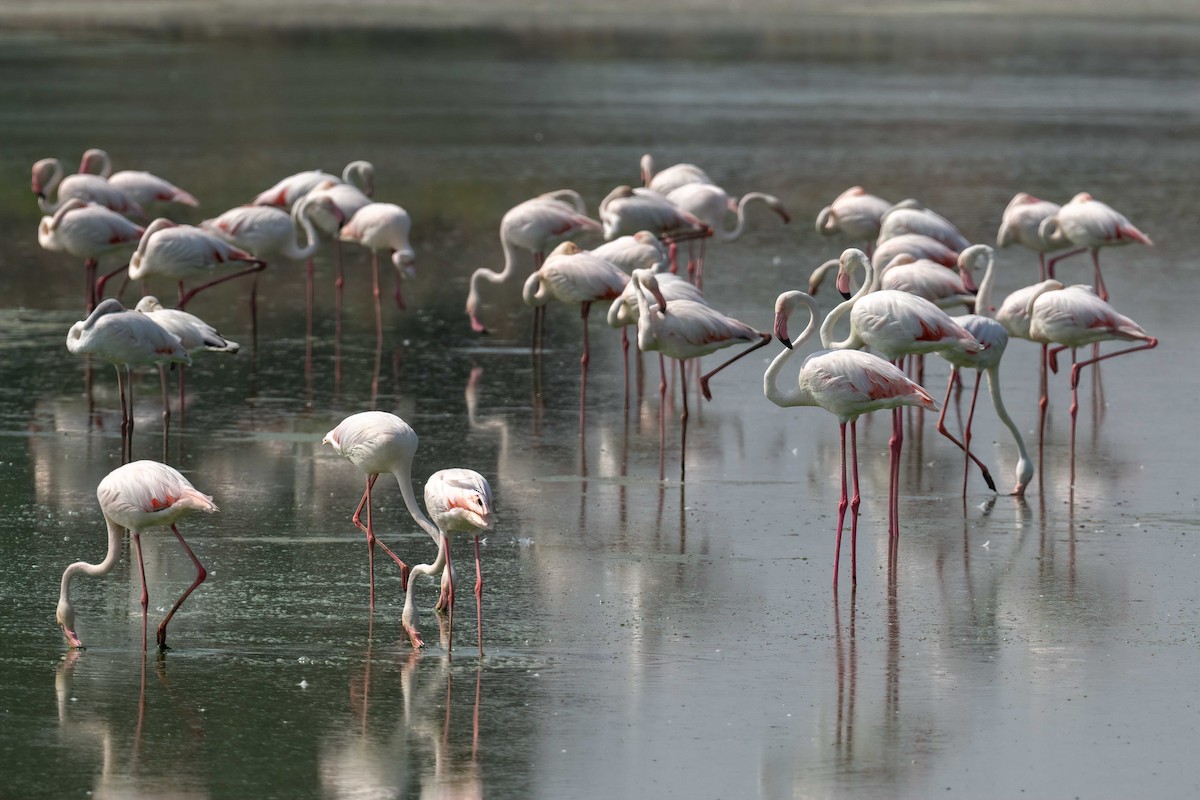 Greater Flamingo - ML604897451